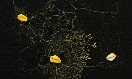 What humans can learn from semi-intelligent slime