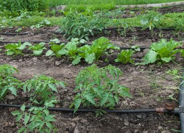 7 Smart Ways to Save Water in the Yard