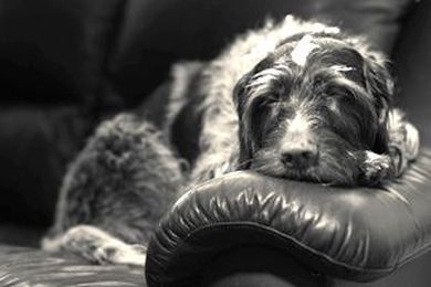 A Pet-Friendly Home is a Happy Home