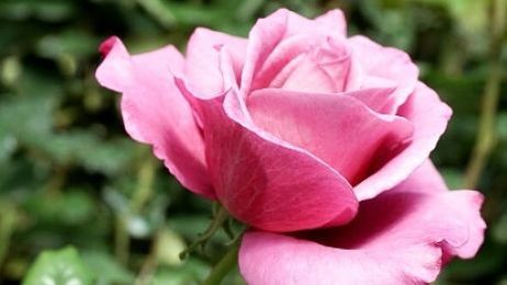 3 tips to growing roses from gardening expert Brian Minter