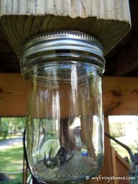 How to Build a Carpenter Bee Trap