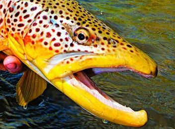 20 Secrets to Help You Catch Fish All Summer Long