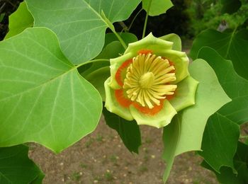 Master Gardeners invite you to become one and help grow more green thumbs