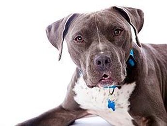 Myths and Facts About Pit Bulls