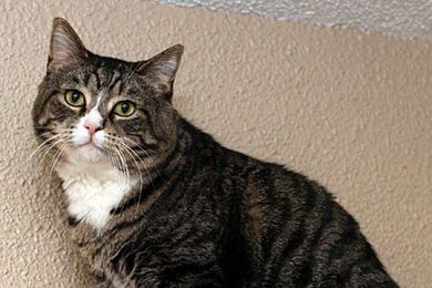 Adopt Boot-Z From Crash's Landing