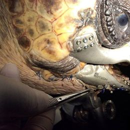 3D-printed titanium jaw lets turtle eat again