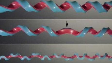 Scientists Discover New Shape When Playing With Rubber Bands