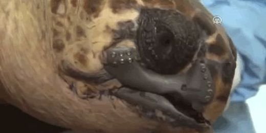 Wounded Sea Turtle Gets a 3D-Printed Titanium Jaw