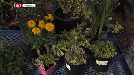 Pet-friendly Plants You Should Have in Your Yard