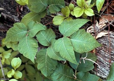 25 Poisonous Plants: Watch Out for These Bad Boys