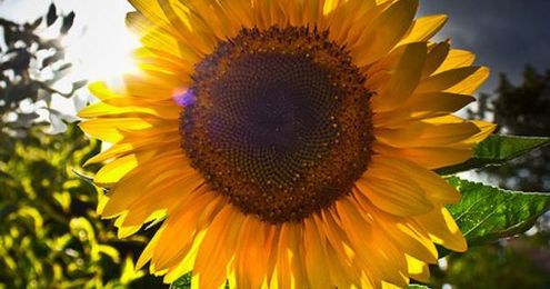 What Plants Grow Well with Sunflowers?
