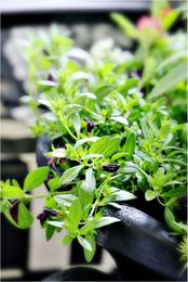 The Formula for the Perfect Container Garden