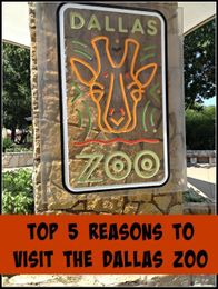 Top 5 Reasons to Visit the Dallas Zoo