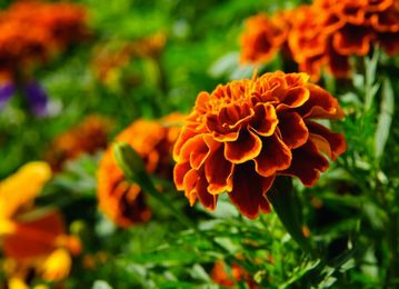 8 Ways to Combat Garden Pests
