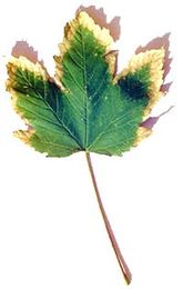 Rescue Your Drowning Trees