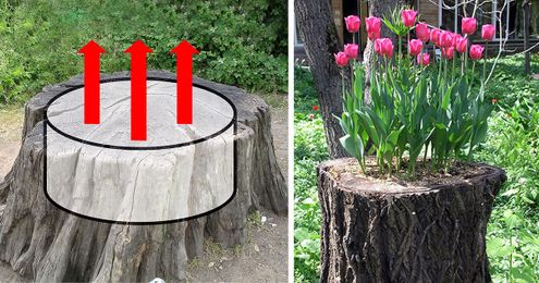 12+ Old Tree Stumps Turned Into Beautiful Flower Planters