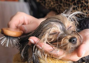7 Most Common Dog Grooming Questions