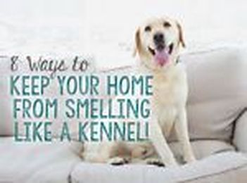 8 Ways to Keep Your Home From Smelling Like a Kennel