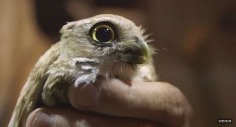 Conservationists are putting backpacks on owls — and it is so damn cute