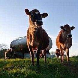 Grass Fed vs. Conventional Beef