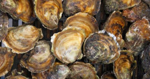 Restaurant owners recycle oyster shells for reef habitat
