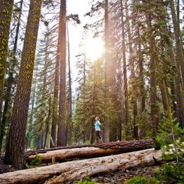Would You Go Forest Bathing?