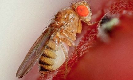 Study finds fruit flies can tell the TIME