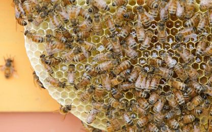 How can we help the bees?