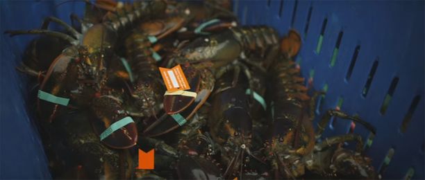 The Future of Sustainable Seafood Could Be on Your Smart Phone