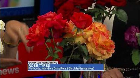 Hershey Gardens: Rose blooming tips