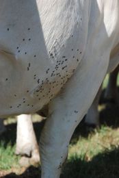 7 tools to win the war against cattle flies