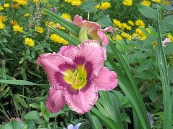 In the Garden: Easygoing daylillies provide color, cheer almost anywhere