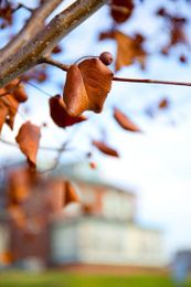 Timber! How to Tell if Your Tree is About to Fall