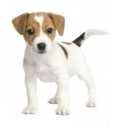 Choosing a Canine Companion to Match Your Lifestyle, Part 1