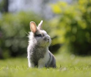 Meet the 5 Friendliest Exotic Pets You Can Have