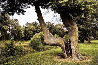 Mysterious bent trees are actually Native American trail markers