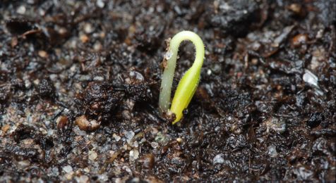 The Seeds Have Changed: An Epilogue