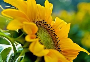 Sunflowers: Planting, Growing and Harvesting