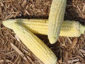 Where does corn come from? (Teosinte)