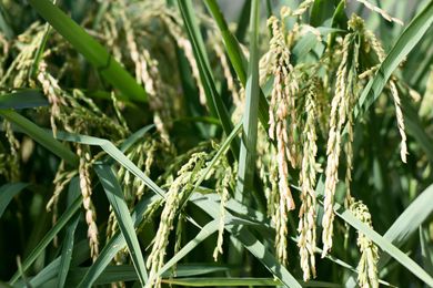 Part 3: Two Ways Fertilizer Can Improve Plant Nutrition