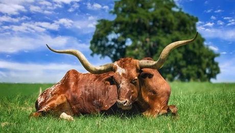 Not your average cow! 10 most exceptional cattle breeds