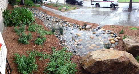 Rain gardens a good way to adjust to drought