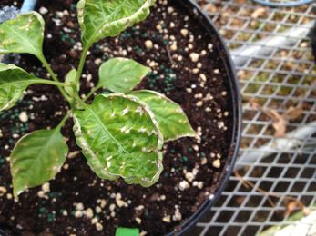 Preventing Disease Problems In Greenhouses