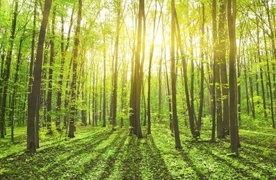 How Sustainable Lumber and Forestry is Making a Difference