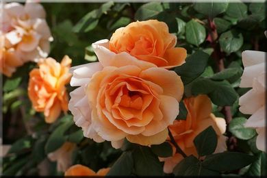 Essential Tips for Growing Roses