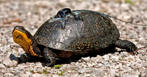 How you can help save turtles crossing the road