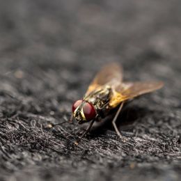 Natural Pest Controlling Methods: How To Control Flies In Your Chicken Coop