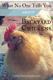 Backyard Chickens: what no one tells you before you start