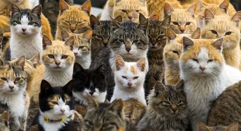 Watch All The Viral Cat Videos, It's Good For Your Health