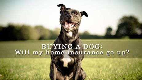 BUYING A DOG: Will it affect my home insurance?